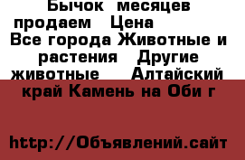 Бычок 6месяцев продаем › Цена ­ 20 000 - Все города Животные и растения » Другие животные   . Алтайский край,Камень-на-Оби г.